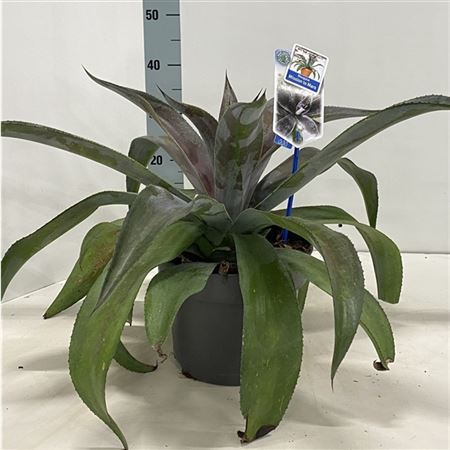 Mangave Mission To Mars