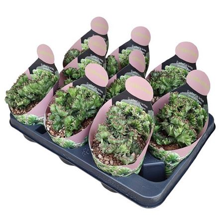 Euphorbia Lactea Crestata Green Potcover