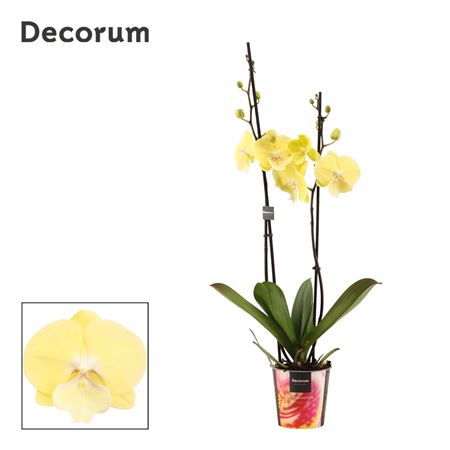 Phal 2st Limoncello Kiss (decorum)