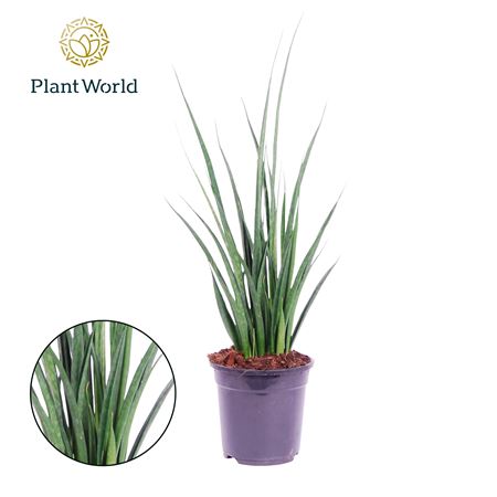 Sansevieria Kirkii 'friends'