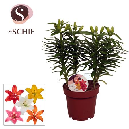 Lilium As Mix 4pp