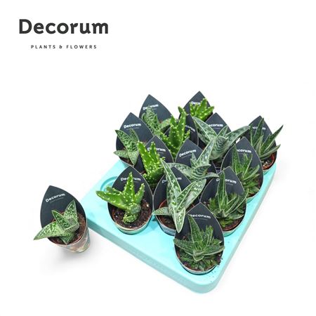 Aloe Mix (4spc.) (decorum) Potcover