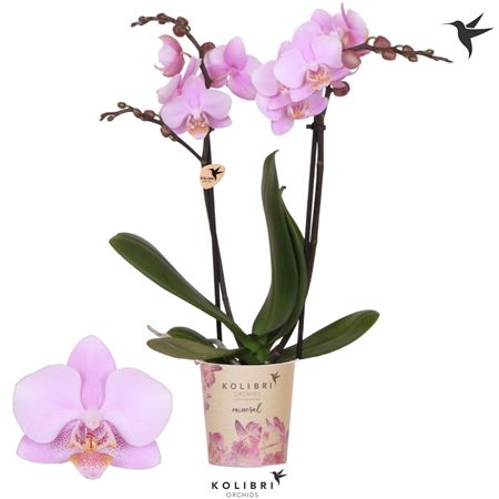 Phal 2st Ecuador 16+ Potcover (ok)