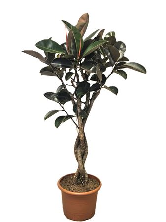 Ficus El Burgundy Twisted Stem