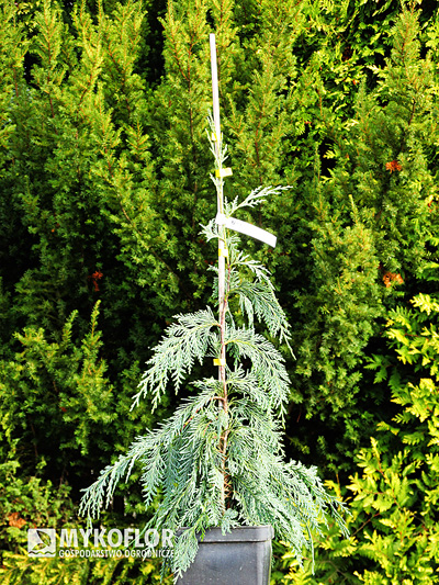 Кипарисовик нутканский Клипперт