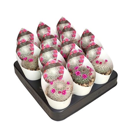 Mammillaria Hahniana Potcover