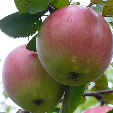 Яблоня домашняя Орлинка