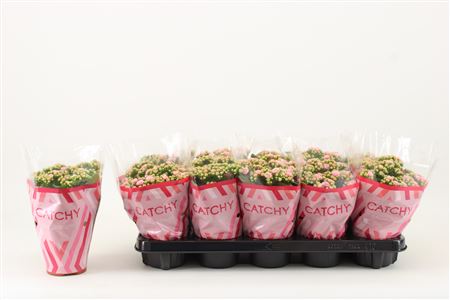 Kal Cal Pink-white
