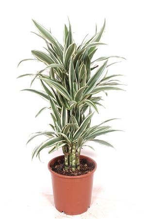 Drac White Stripe Branched
