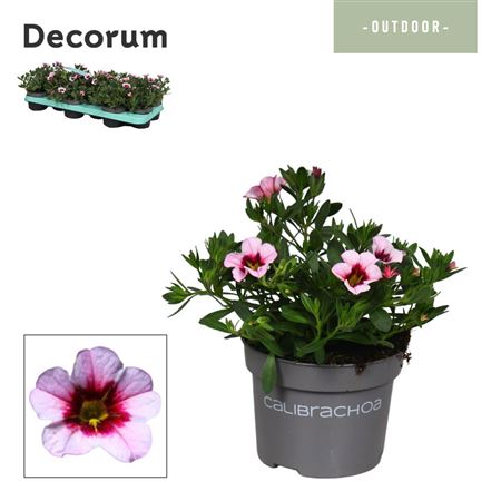 Calibrachoa Pink Purple Splash (decorum)