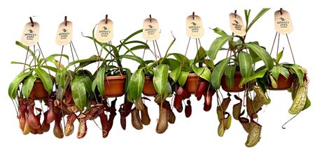 Nepenthes Monkey Jars Mix