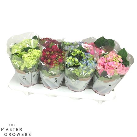 Hydrangea Ma Mix 3+