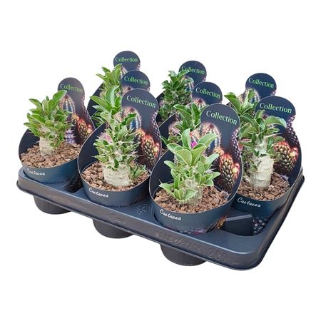 Pachypodium Saundersii Potcover