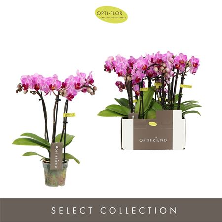 Phal 3st Optifriend Lotte 15+
