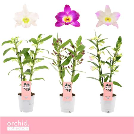 Dendr Nob 2st Mix Compact Orchid Collection