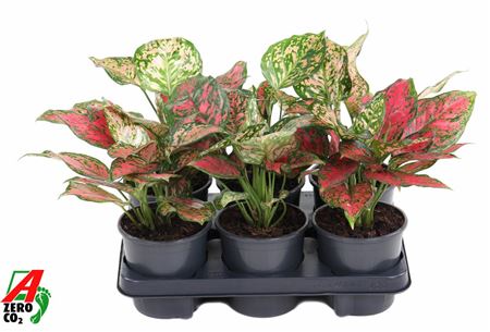 Aglaonema Red Valentine