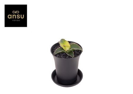 Sansevieria Star Canary In Sierpot