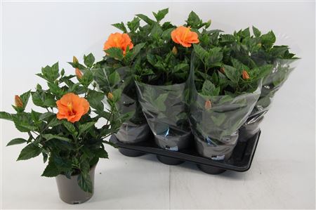 Hibiscus Bombay 6+