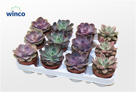 Echeveria Valentine Mix (4spc.)