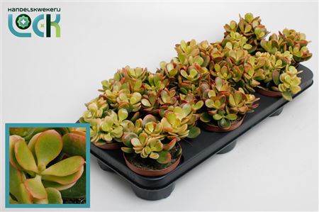 Crassula Ovata Indian Summer