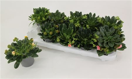 Lewisia Mountain Dreams Mix.