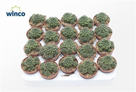 Sulcorebutia Canigueralii