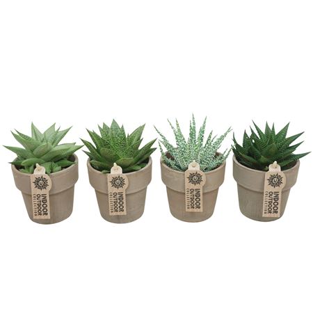 Aloe Haworthia Mix Grey Terracotta