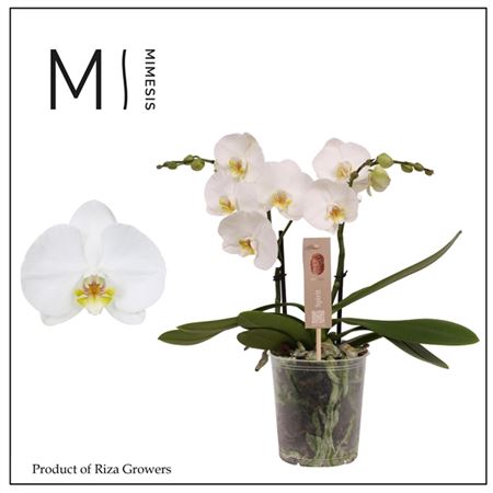 Phal 2st Spirit White 16+ (mimesis)