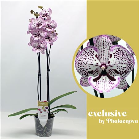 Phal 1st Grace 16+ (phalaenova)