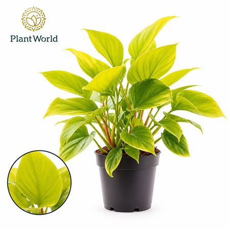 Homalomena Lemon Lime