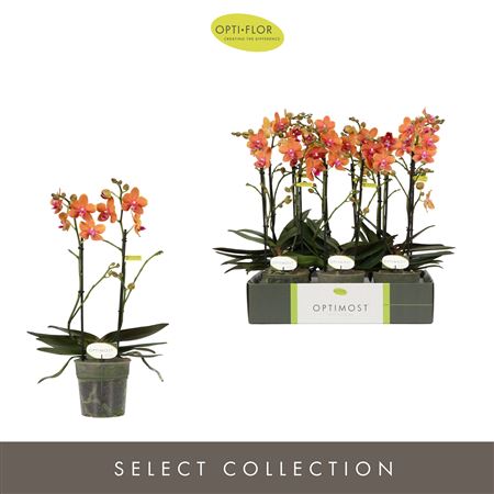 Phal 2st Optimost Paprika