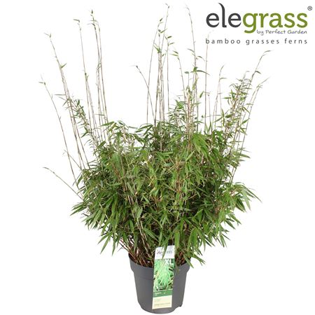 Fargesia Rufa
