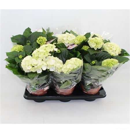 Hydrangea Ma White 4+