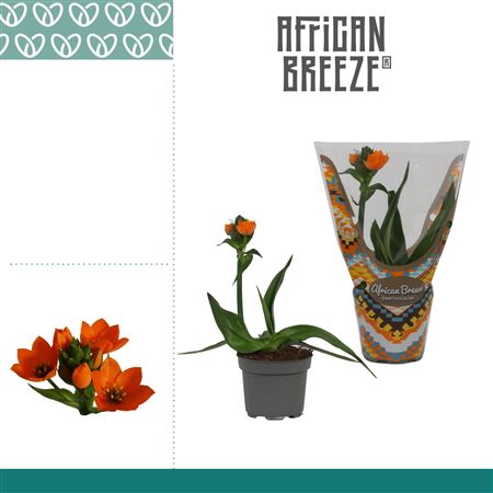 Ornithogalum Dubium Orange 1pp