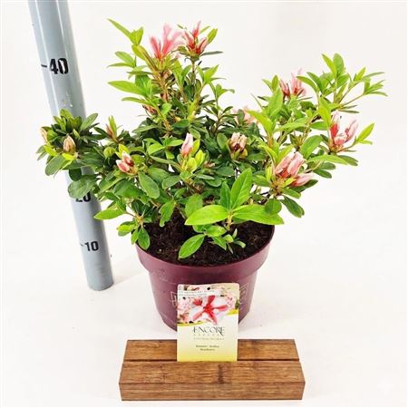 Rhodo Encore Autumn Starburst