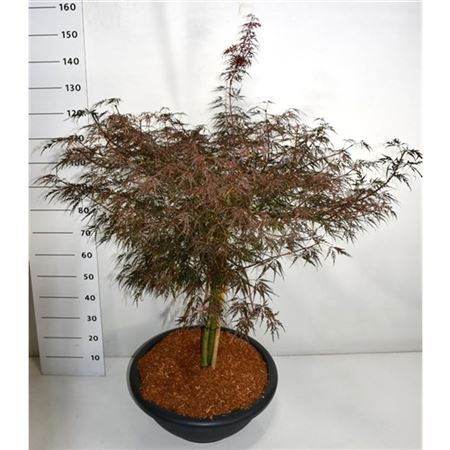 Acer Palm Firecracker On Stem