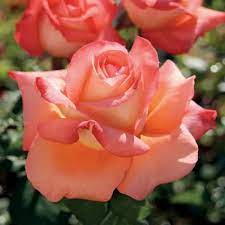 Роза чайно-гибридная Малибу