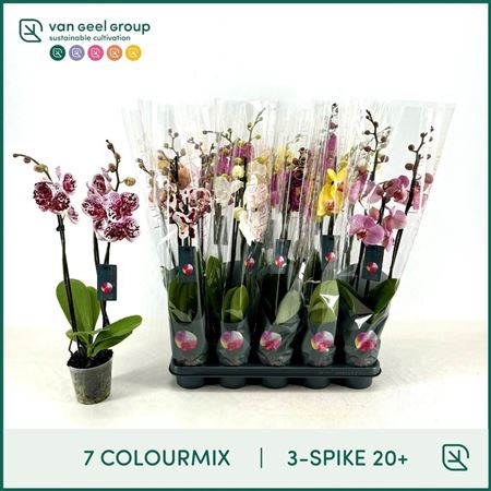 Phal 3st Mix 7 Colours 20+ (van Geel)