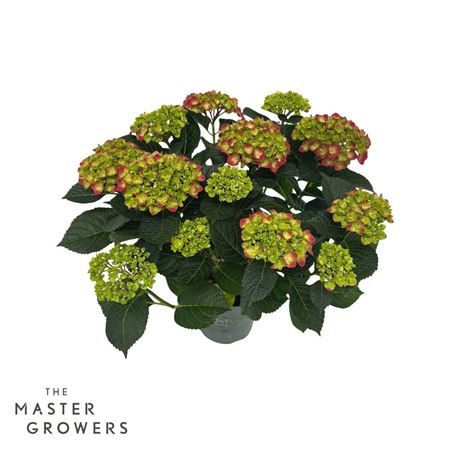 Hydrangea Ma Magical Greenfire Red 5+