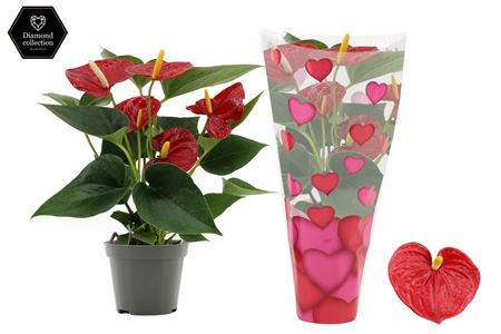 Anth An Diamond Red 3+ In Heart Sleeve Lilly