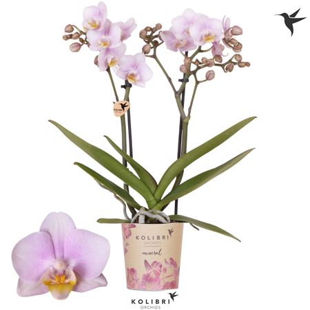 Phal Little Kolibri 2st Netherlands 22+ (ok)