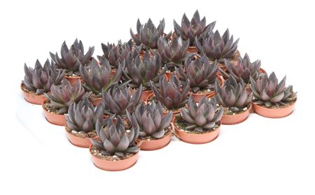 Echeveria Affines