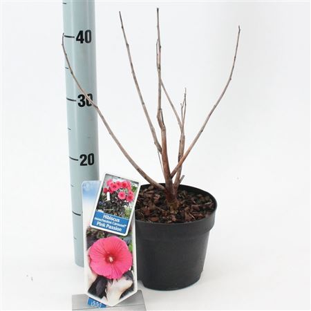 Hibiscus Carousel Pink Passion