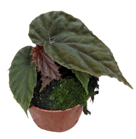 Begonia Sp Black Bloodie