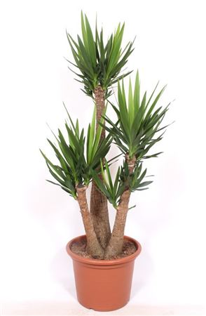 Yucca Elephantipes 3 Arms