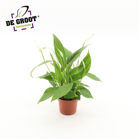 Spath Alana 4+