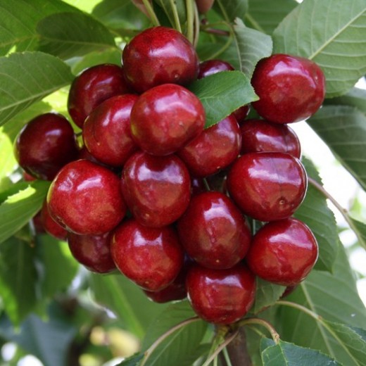 Черешня Хелена колоновидная в тубе