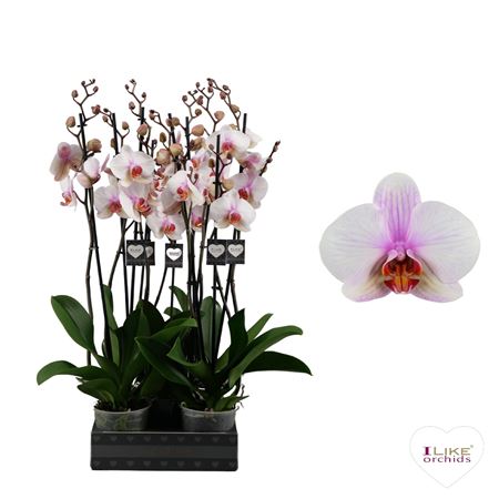 Phal 2st Madrid 14+ (levo)
