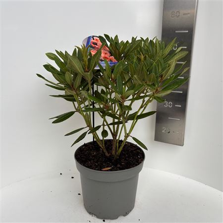 Rhodo Tortoiseshell Orange