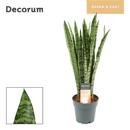 Sansevieria Wintergreen (decorum)